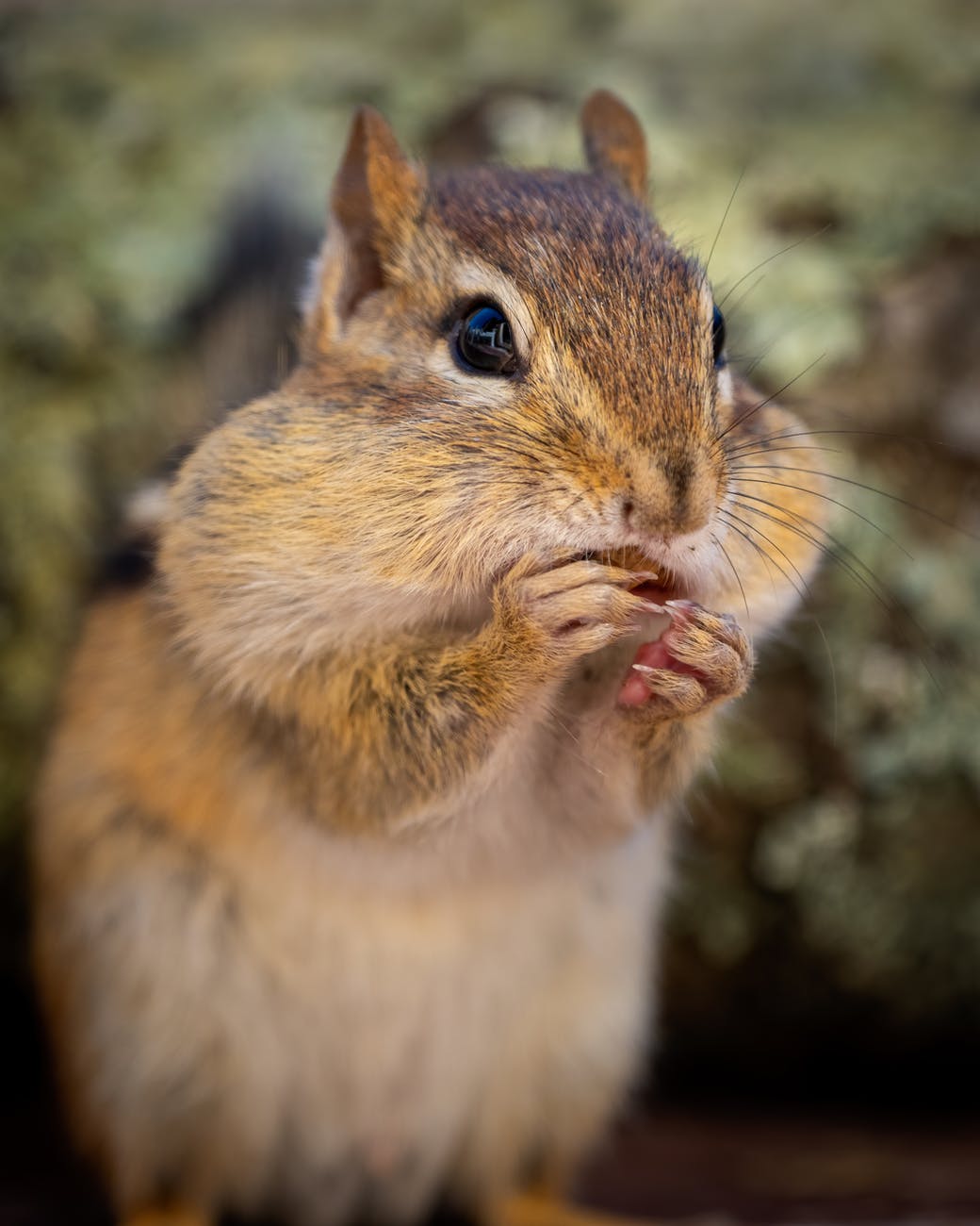 curious chipmunk chewing nuts on grassy ground